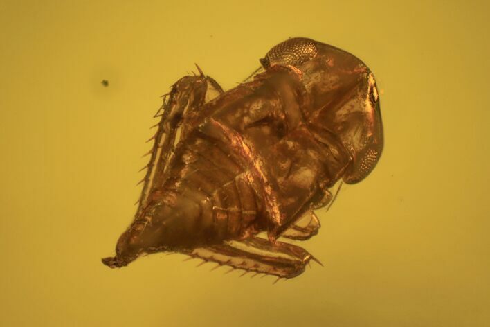 Fossil Cicada Larva, Ant & Flies In Amber #120662